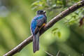 White-tailed Trogon Trogon chionurus