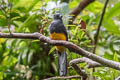 White-tailed Trogon Trogon chionurus