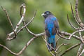 White-tailed Trogon Trogon chionurus