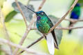 White-tailed Starfrontlet Coeligena phalerata