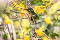 White-tailed Starfrontlet Coeligena phalerata