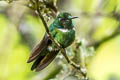 White-throated Daggerbill Schistes albogularis (White-throated Wedgebill)