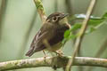 White-throated Spadebill Platyrinchus mystaceus neglectus