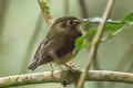 White-throated Spadebill Platyrinchus mystaceus neglectus