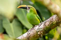 White-throated Toucanet Aulacorhynchus albivitta albivitta