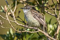 White-throated Tyrannulet Mecocerculus leucophrys montensis