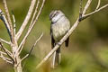 White-throated Tyrannulet Mecocerculus leucophrys montensis