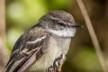 White-throated Tyrannulet Mecocerculus leucophrys montensis