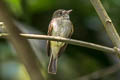 White-throated Tyrannulet Mecocerculus leucophrys setophagoides