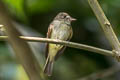 White-throated Tyrannulet Mecocerculus leucophrys setophagoides