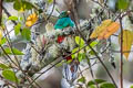 White-tipped Quetzal Pharomachrus fulgidus festatus