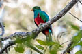 White-tipped Quetzal Pharomachrus fulgidus festatus