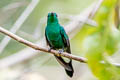 White-vented Plumeleteer Chalybura buffonii buffonii