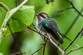 White-whiskered Hermit Phaethornis yaruqui