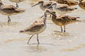 Willet Tringa semipalmata semipalmata