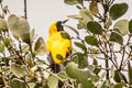 Yellow-backed Oriole Icterus chrysater giraudii 