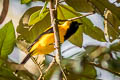 Yellow-backed Oriole Icterus chrysater giraudii 