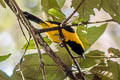 Yellow-backed Oriole Icterus chrysater giraudii 