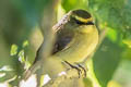 Yellow-bellied Chat-Tyrant Silvicultrix diadema jesupi