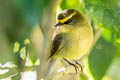 Yellow-bellied Chat-Tyrant Silvicultrix diadema jesupi