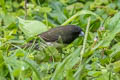 Yellow-bellied Seedeater Sporophila nigricollis nigricollis