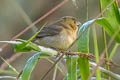 Yellow-bellied Seedeater Sporophila nigricollis nigricollis