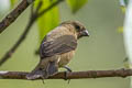 Yellow-bellied Seedeater Sporophila nigricollis olivacea 