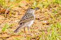 Yellow-browed Sparrow Ammodramus aurifrons tenebrosus