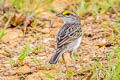 Yellow-browed Sparrow Ammodramus aurifrons tenebrosus