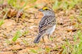 Yellow-browed Sparrow Ammodramus aurifrons tenebrosus