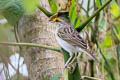 Yellow-browed Sparrow Ammodramus aurifrons tenebrosus