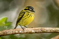 Yellow-browed Tody-Flycatcher Todirostrum chrysocrotaphum guttatum