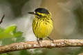 Yellow-browed Tody-Flycatcher Todirostrum chrysocrotaphum guttatum