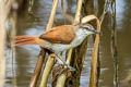 Yellow-chinned Spinetail Certhiaxis cinnamomeus pallidus