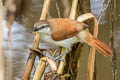 Yellow-chinned Spinetail Certhiaxis cinnamomeus pallidus