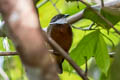 Yellow-crested Manakin Heterocercus flavivertex (Yellow-crowned Manakin)