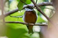 Yellow-crested Manakin Heterocercus flavivertex (Yellow-crowned Manakin)