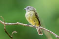 Yellow-crowned Tyrannulet Tyrannulus elatus