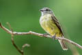 Yellow-crowned Tyrannulet Tyrannulus elatus