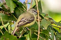 Yellow-crowned Tyrannulet Tyrannulus elatus