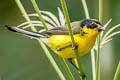 Yellow-crowned Whitestart Myioborus flavivertex