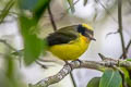 Yellow-crowned Whitestart Myioborus flavivertex