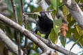 Yellow-rumped Cacique Cacicus cela cela