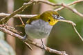 Yellow-throated Bush Chlorospingus Chlorospingus flavigularis flavigularis