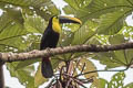 Yellow-throated Toucan Ramphastos ambiguus swainsonii (Chestnut-mandibled Toucan)