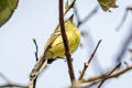 Yellow Tyrannulet Capsiempis flaveola cerula