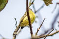 Yellow Tyrannulet Capsiempis flaveola cerula