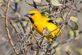 Yellow Oriole Icterus nigrogularis nigrogularis