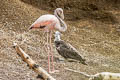 American Flamingo Phoenicopterus ruber