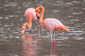 American Flamingo Phoenicopterus ruber